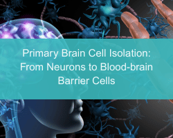 Primary Brain Cell Isolation: From Neurons to Blood-brain Barrier Cells - cover